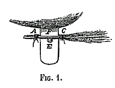 pigeon03.gif